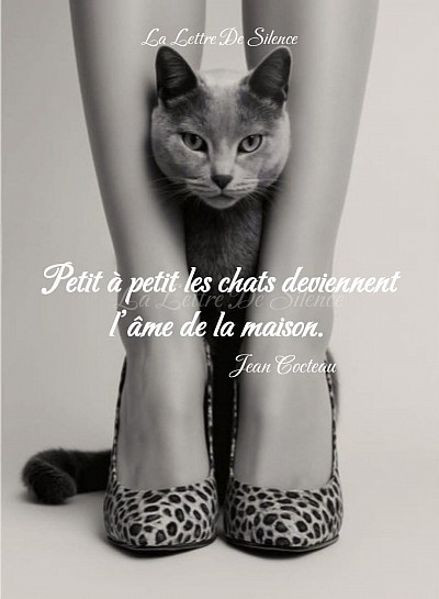 LES CHATS : MA PASSION